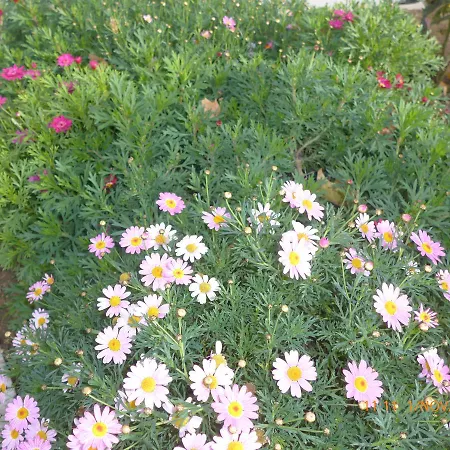 Kolpinghaus Spittal * سبيتال ان دير دراو